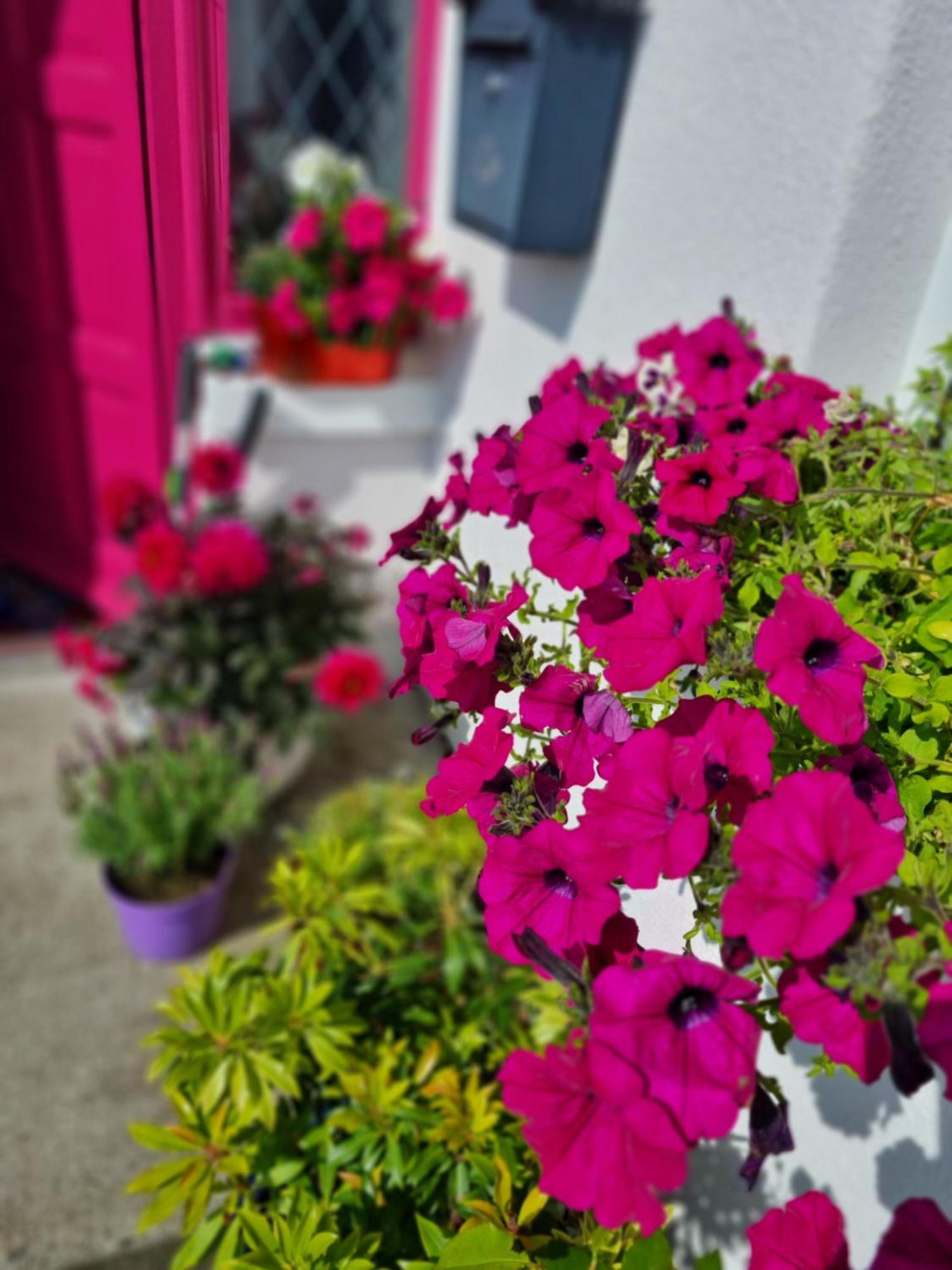 Ferienwohnung The Pink Door Killala Exterior foto